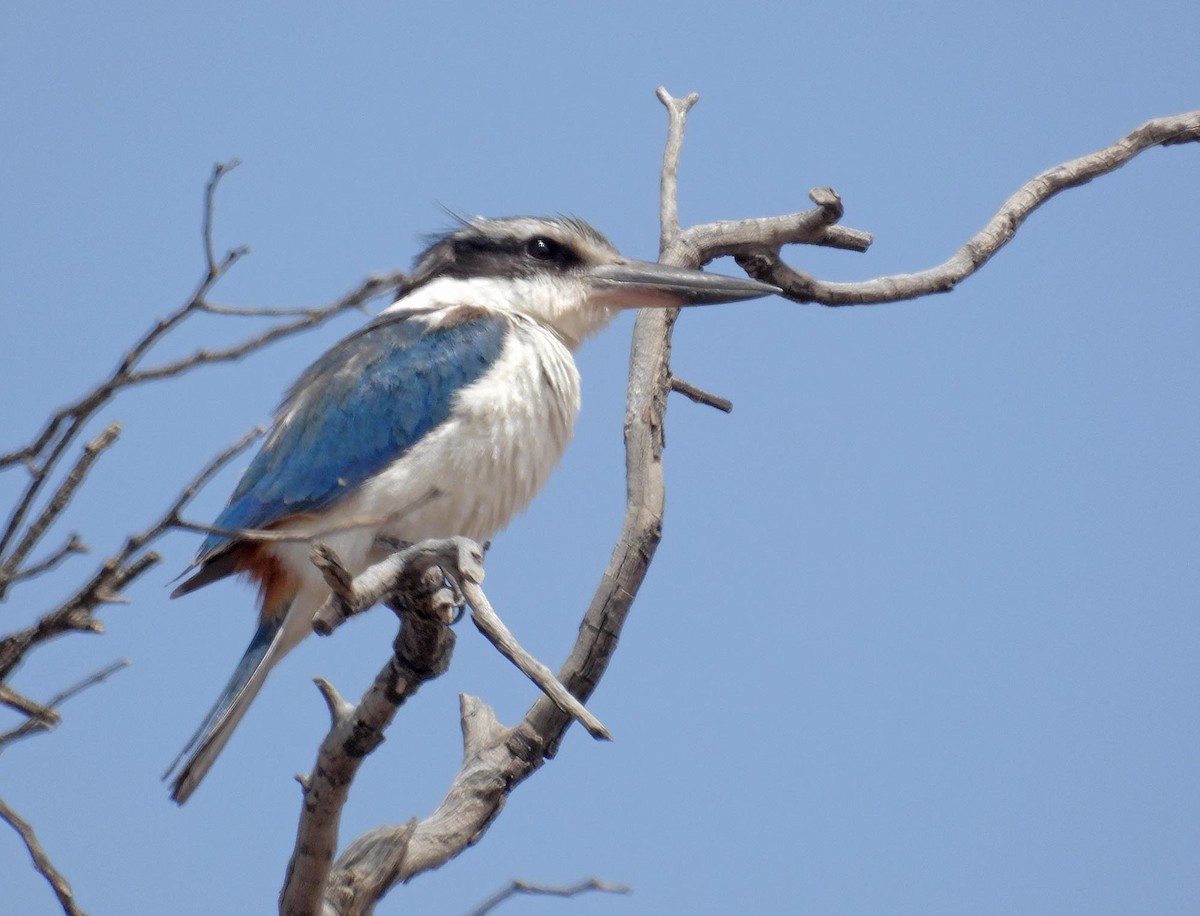 Red-backed Kingfisher - ML616510486