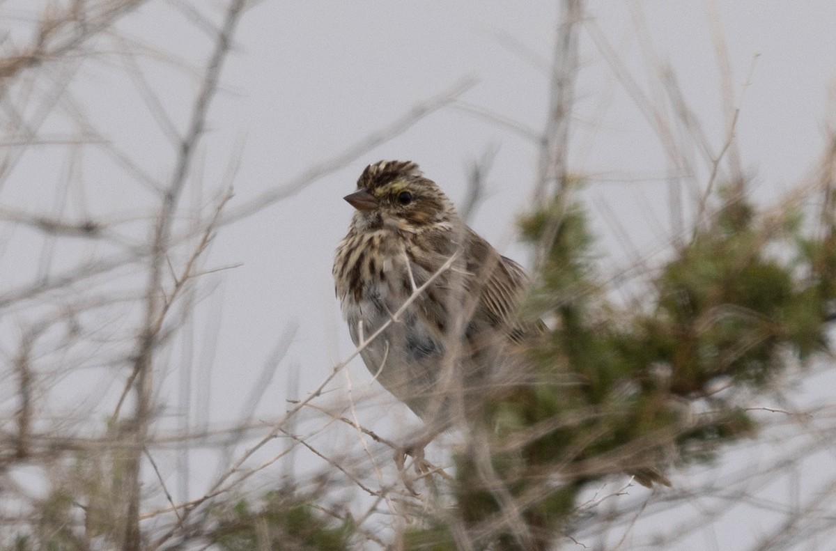 Savannah Sparrow - ML616510488