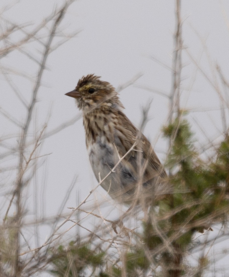 Savannah Sparrow - ML616510489