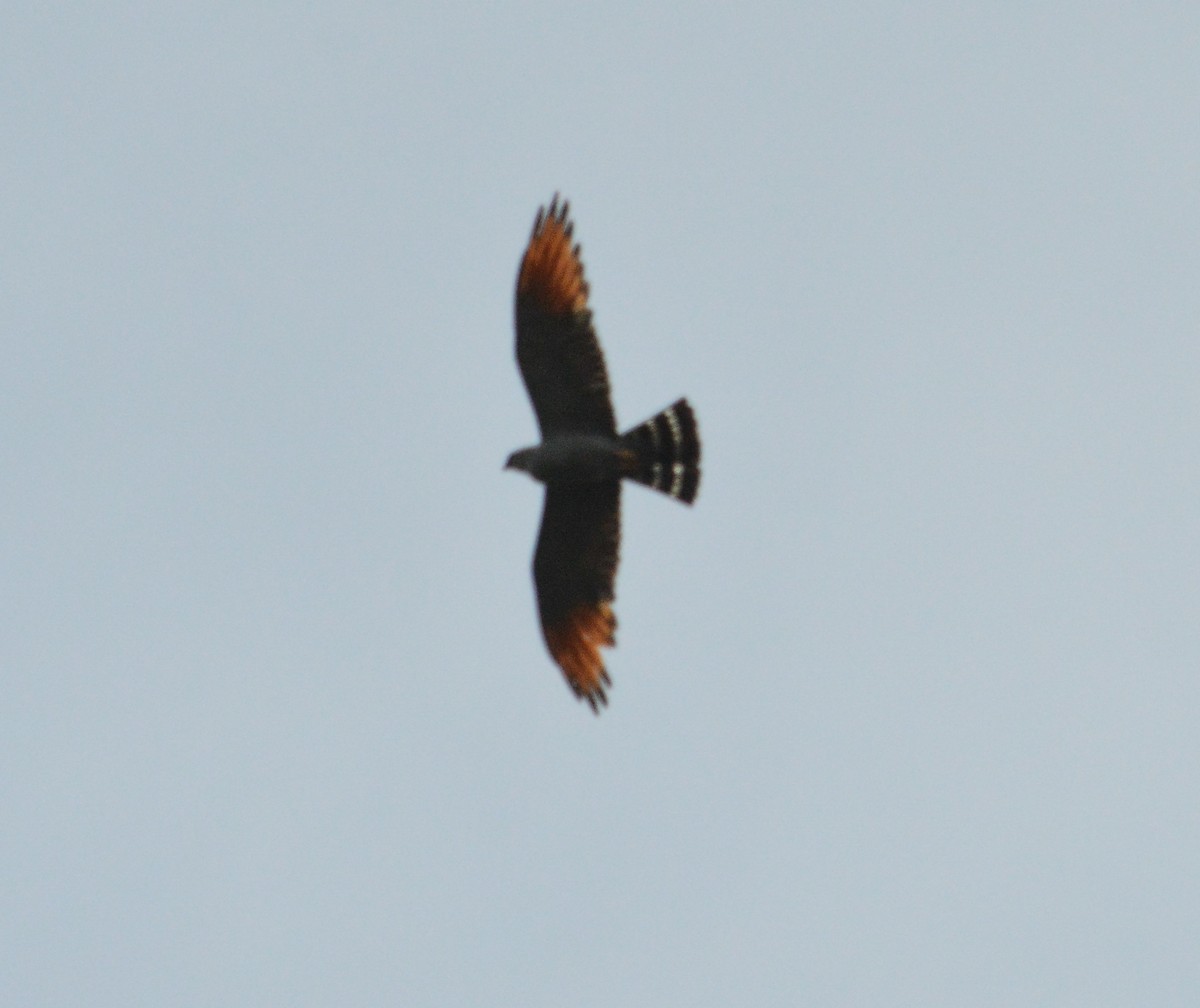 Plumbeous Kite - ML616510592