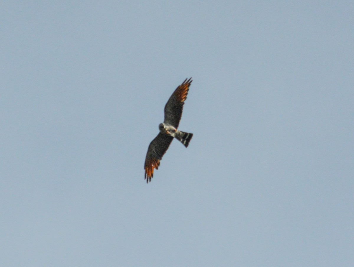 Plumbeous Kite - ML616510593