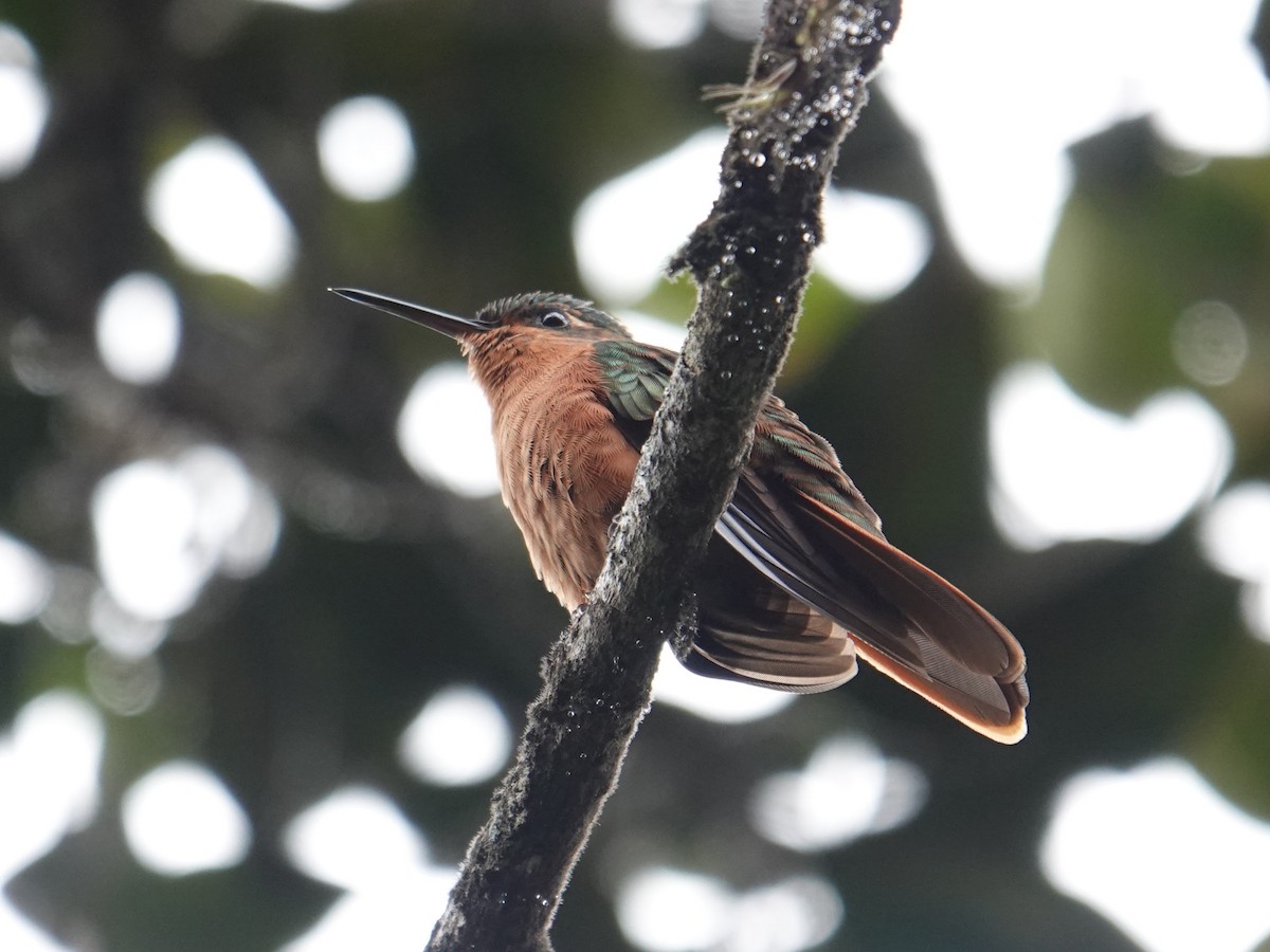 Rufous-breasted Sabrewing - ML616510720