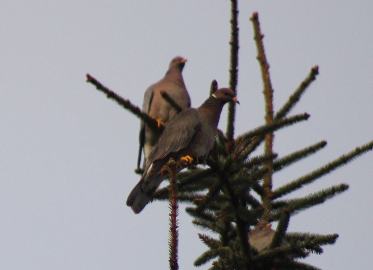 Band-tailed Pigeon - Bill McIver