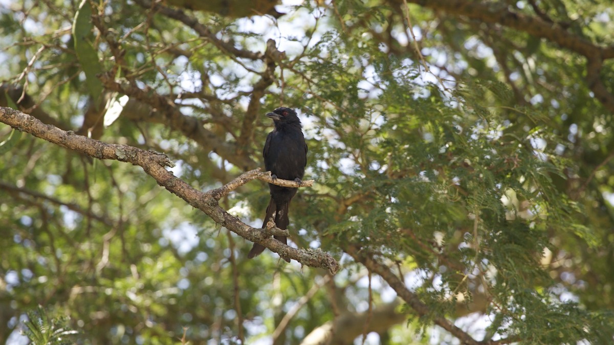 Fork-tailed Drongo - ML616510755