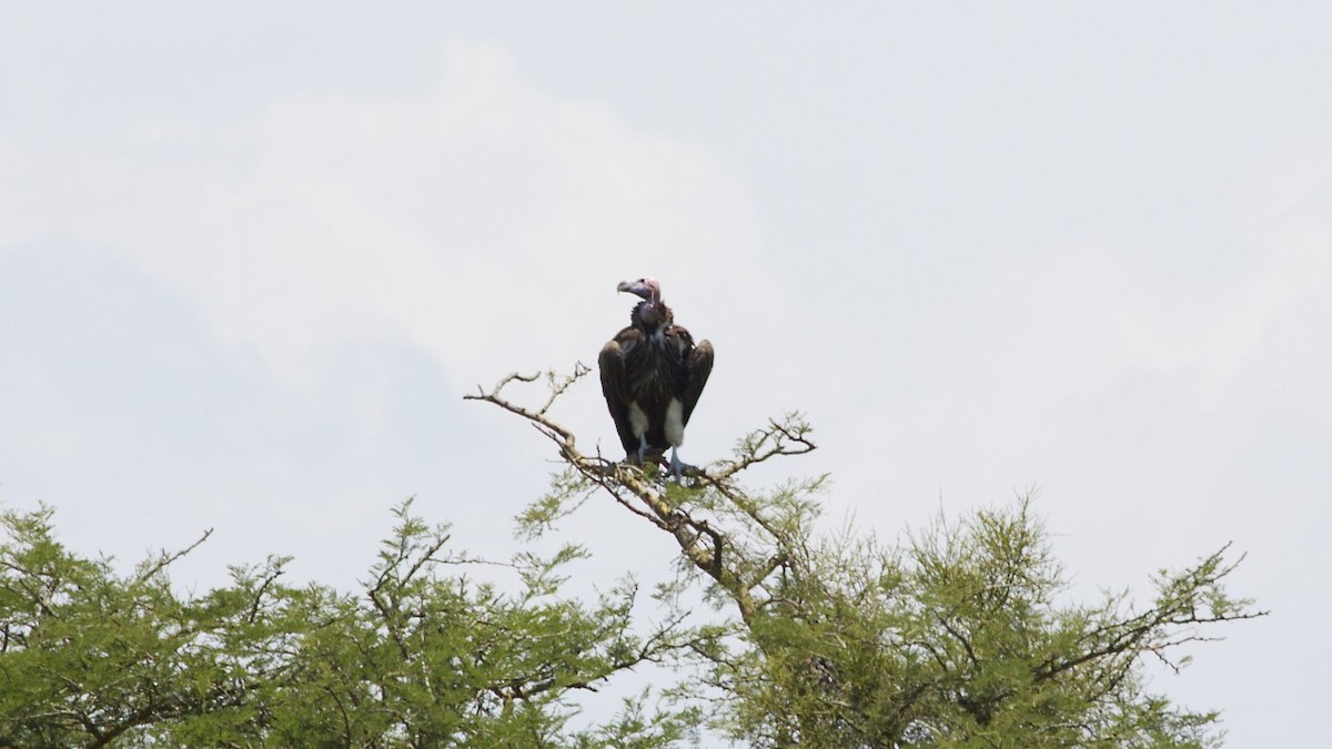 Lappet-faced Vulture - ML616510806