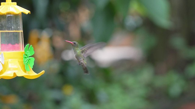 Gilded Hummingbird - ML616510989
