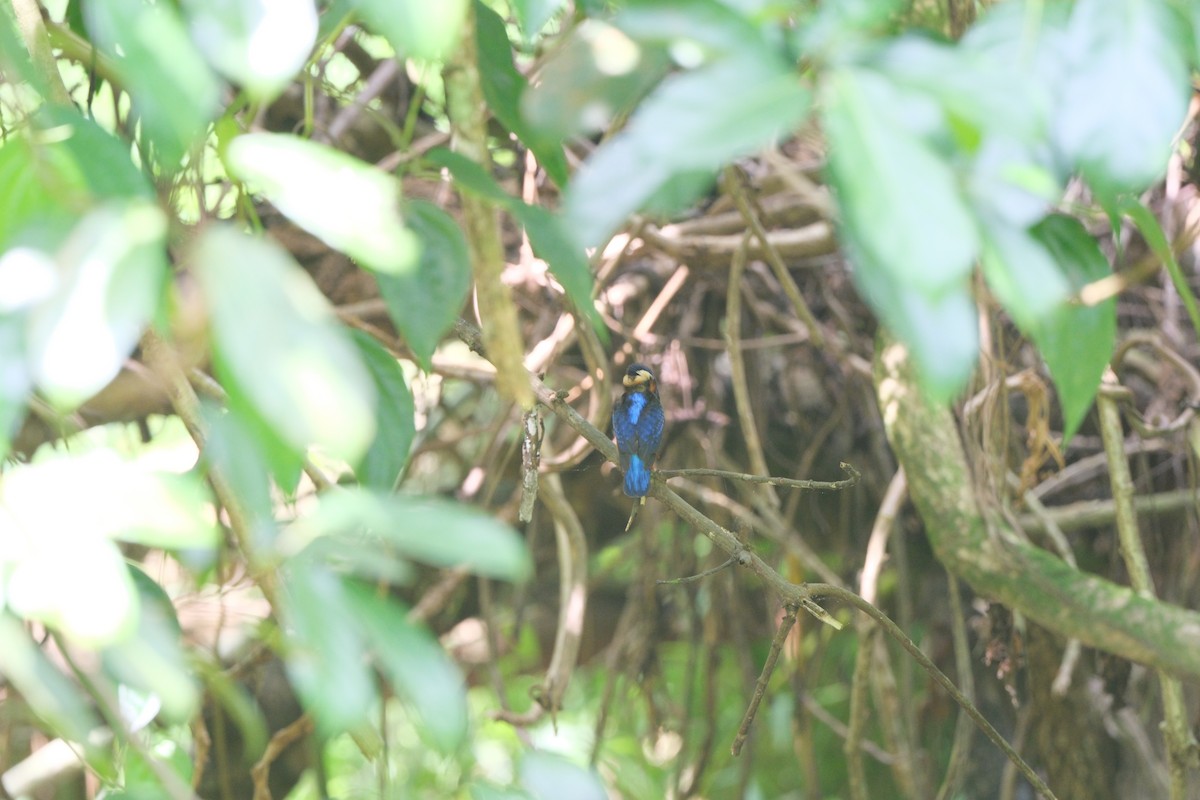 Blue-eared Kingfisher - ML616511097