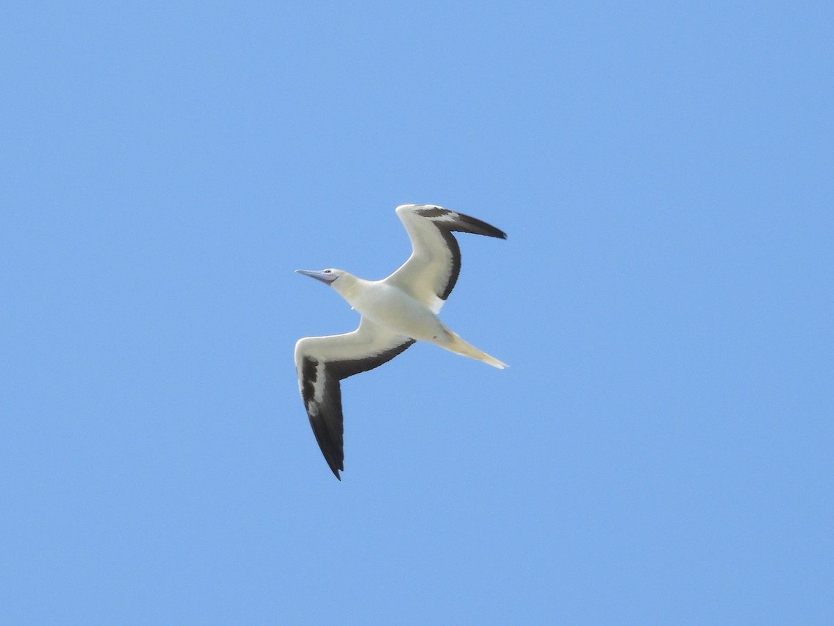 Red-footed Booby - ML616511164