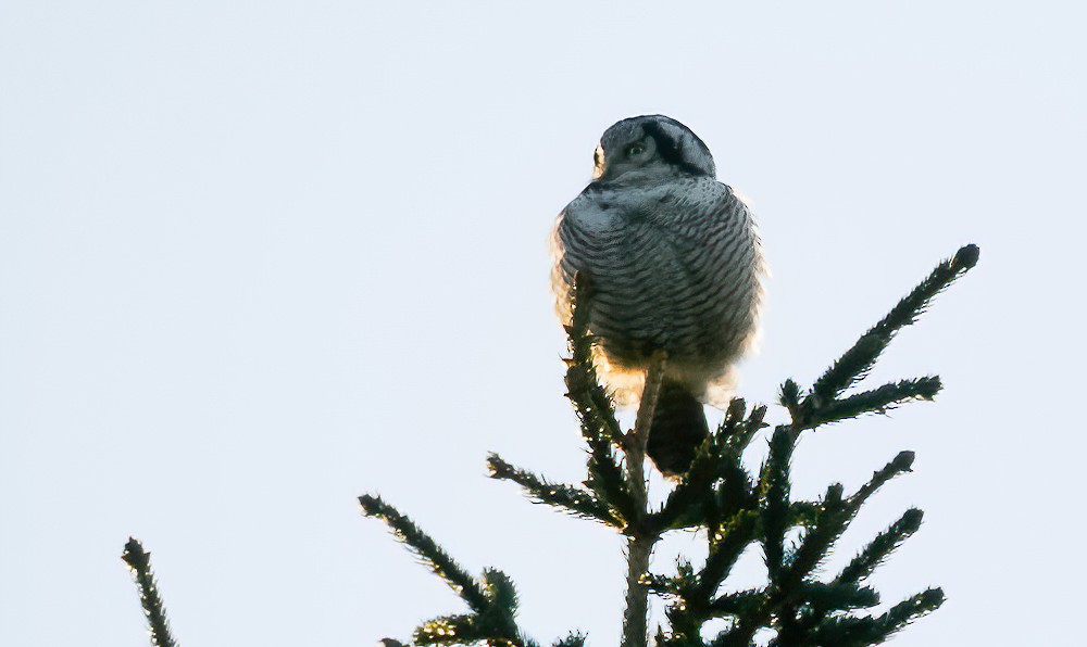 Northern Hawk Owl (Eurasian) - ML616511172