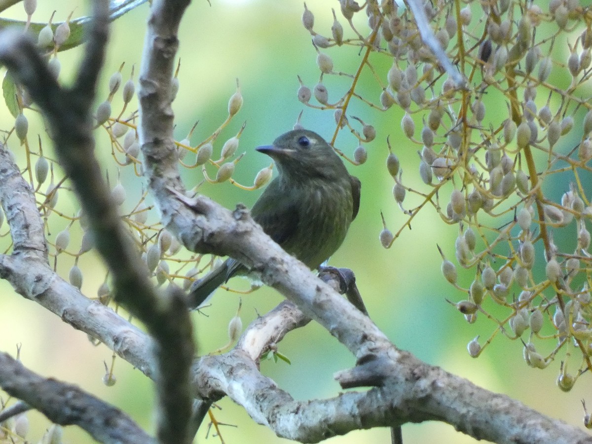 Olive-streaked Flycatcher - Paul Suchanek