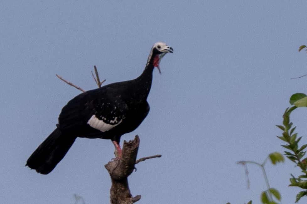 Red-throated Piping-Guan - ML616511235