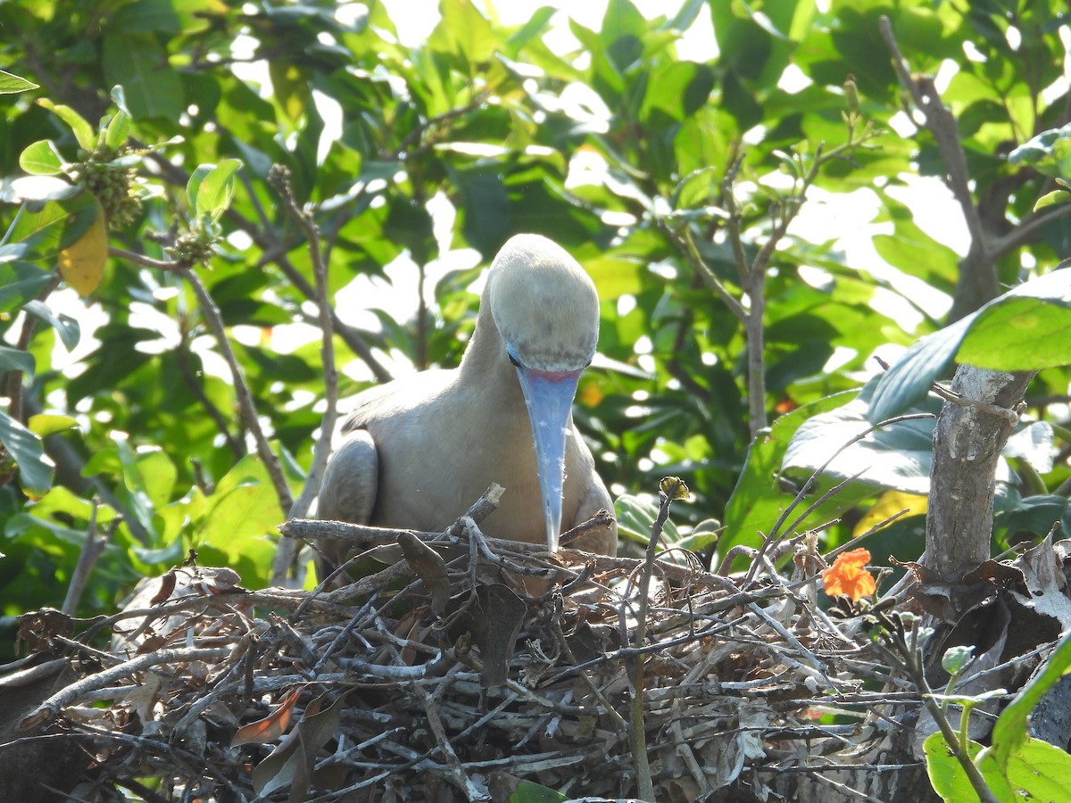 Red-footed Booby - ML616511246