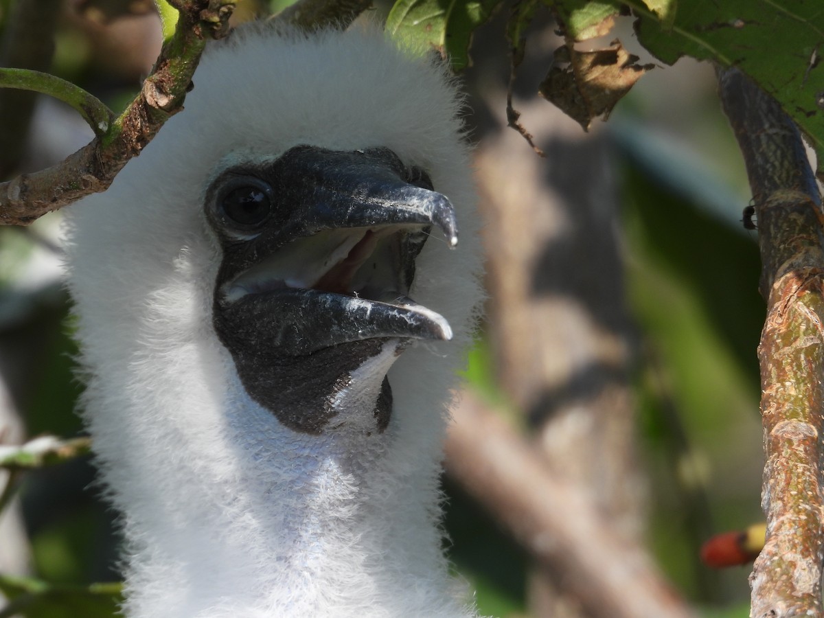 Red-footed Booby - ML616511260