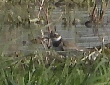 Common Ringed Plover - ML616511339