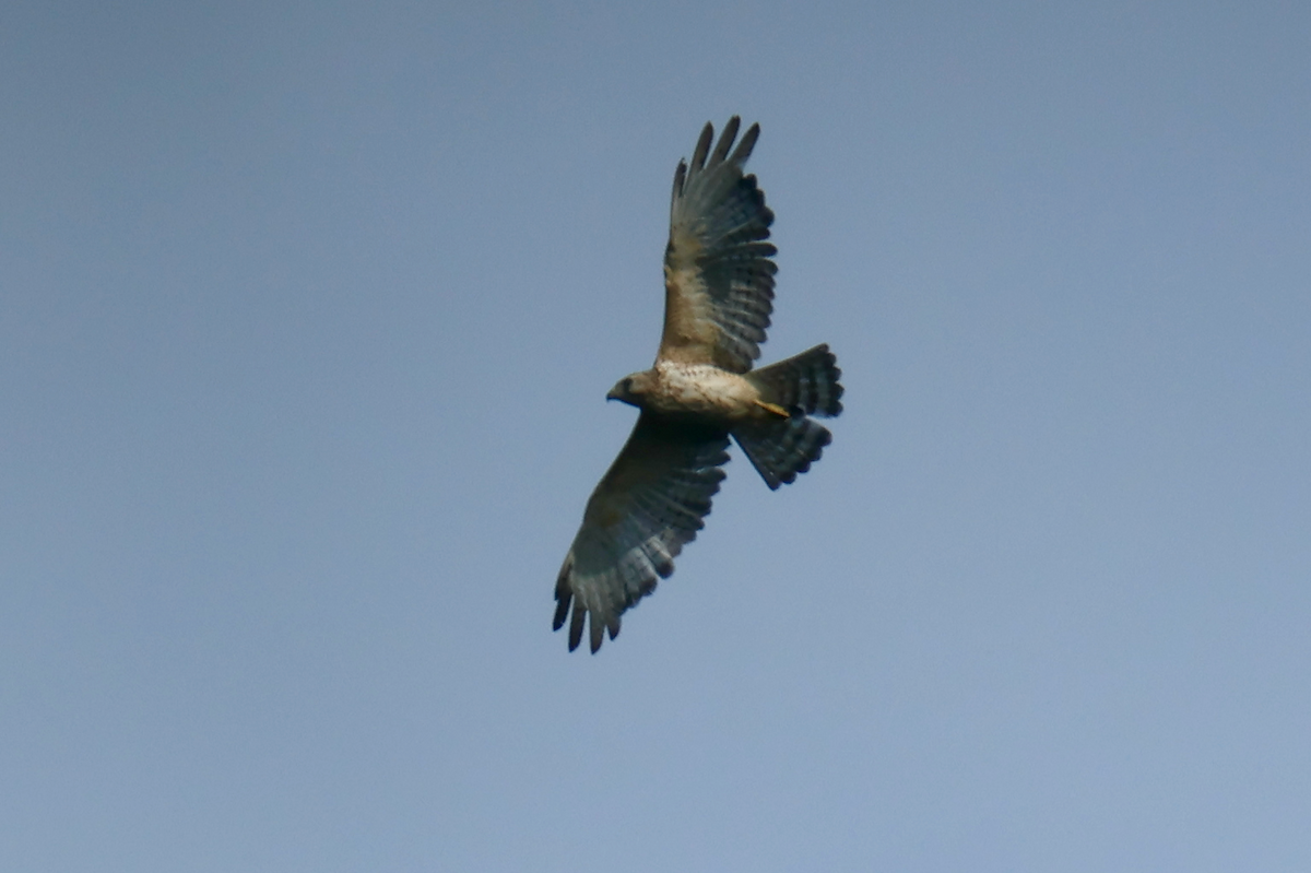 Broad-winged Hawk - ML616511346