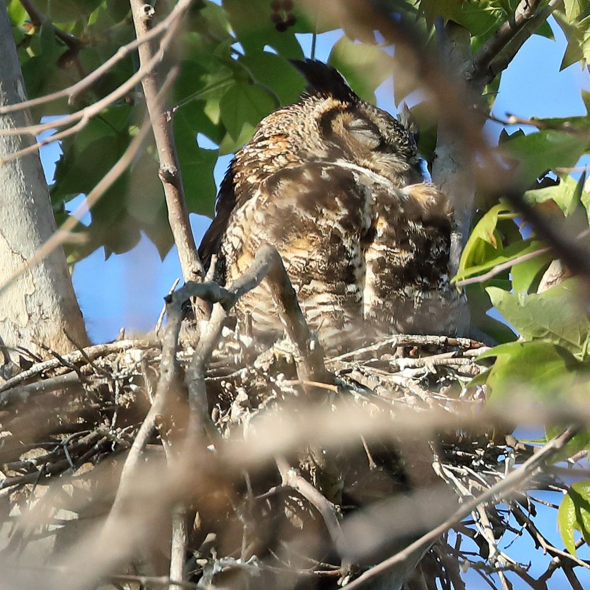 Great Horned Owl - ML616511449