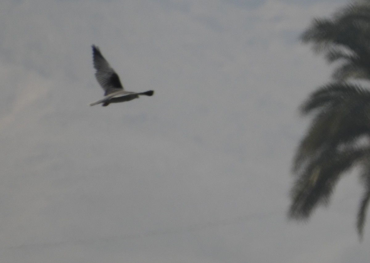 Black-winged Kite - ML616511451