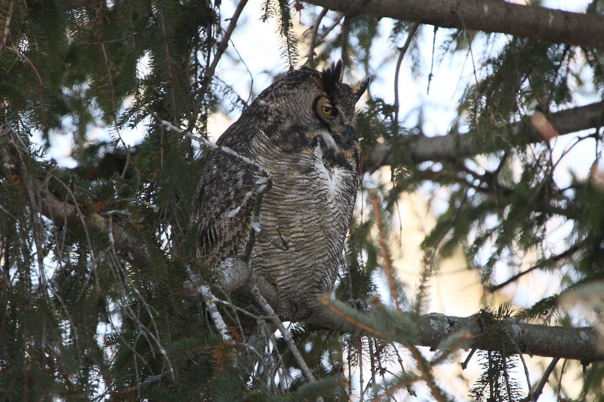 Great Horned Owl - ML616511528