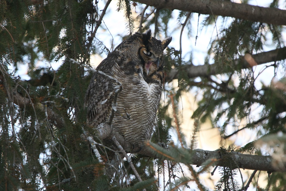 Great Horned Owl - ML616511529