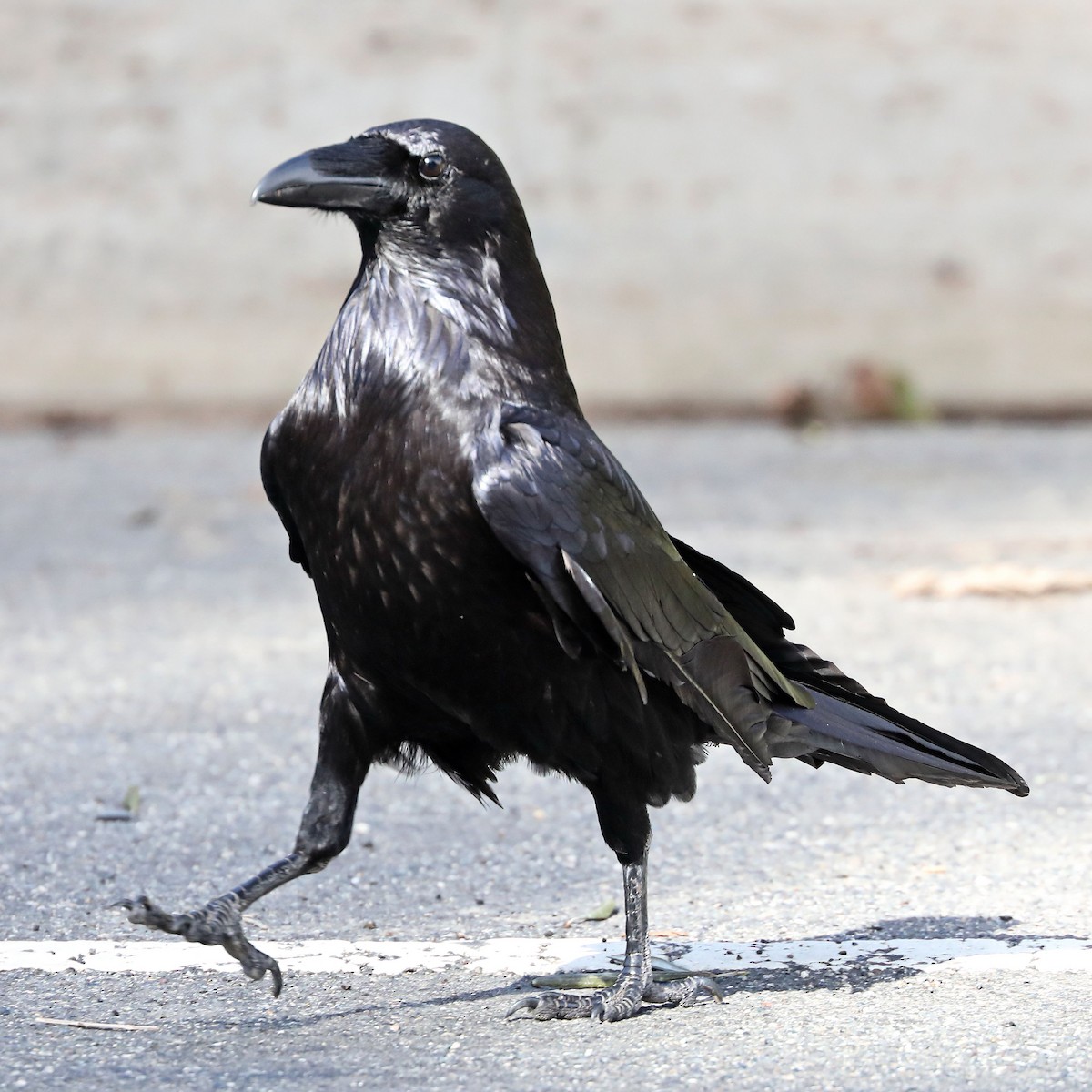 Common Raven - Don Sterba
