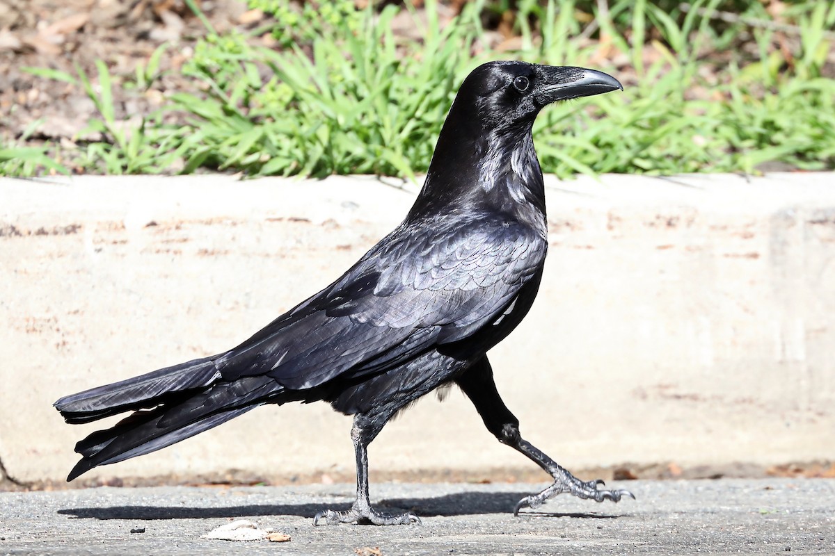 Common Raven - Don Sterba