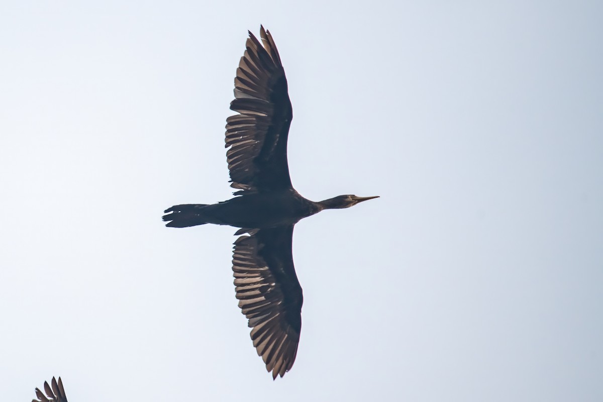 Indian Cormorant - ML616511592