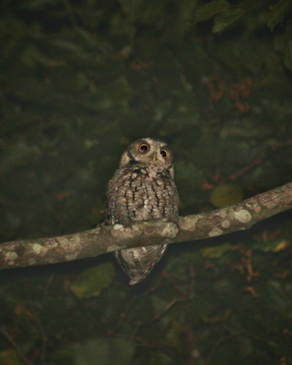 Long-tufted Screech-Owl - ML616511626