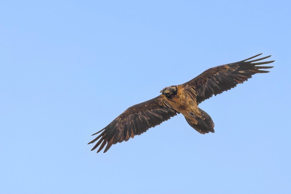 Bearded Vulture - ML616511653