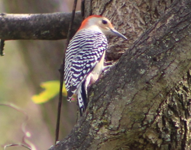 Red-bellied Woodpecker - ML616511656