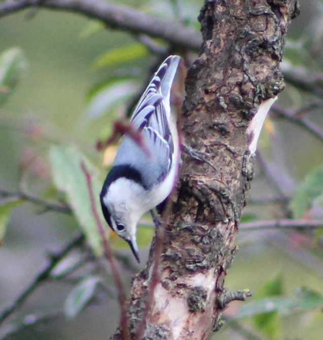 White-breasted Nuthatch - ML616511673