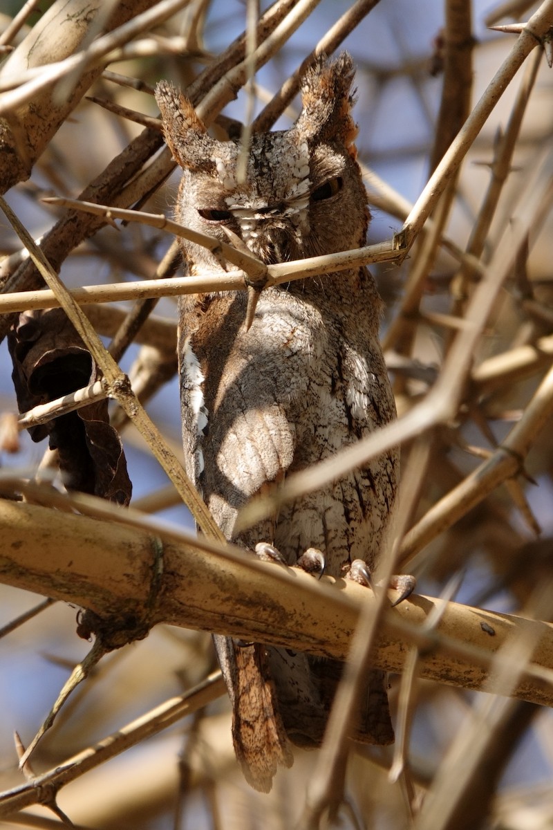 Oriental Scops-Owl - Paul Holmes