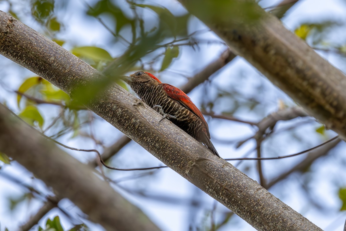 Blood-colored Woodpecker - ML616511779