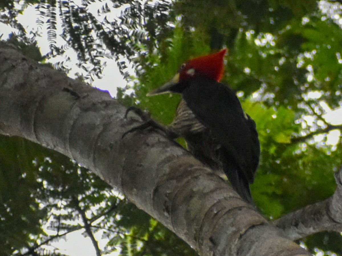 Crimson-crested Woodpecker - ML616511843