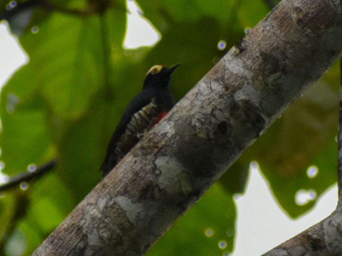 Yellow-tufted Woodpecker - ML616511849