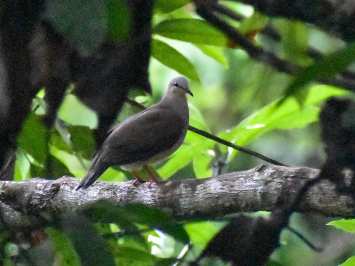 Gray-fronted Dove - ML616511896