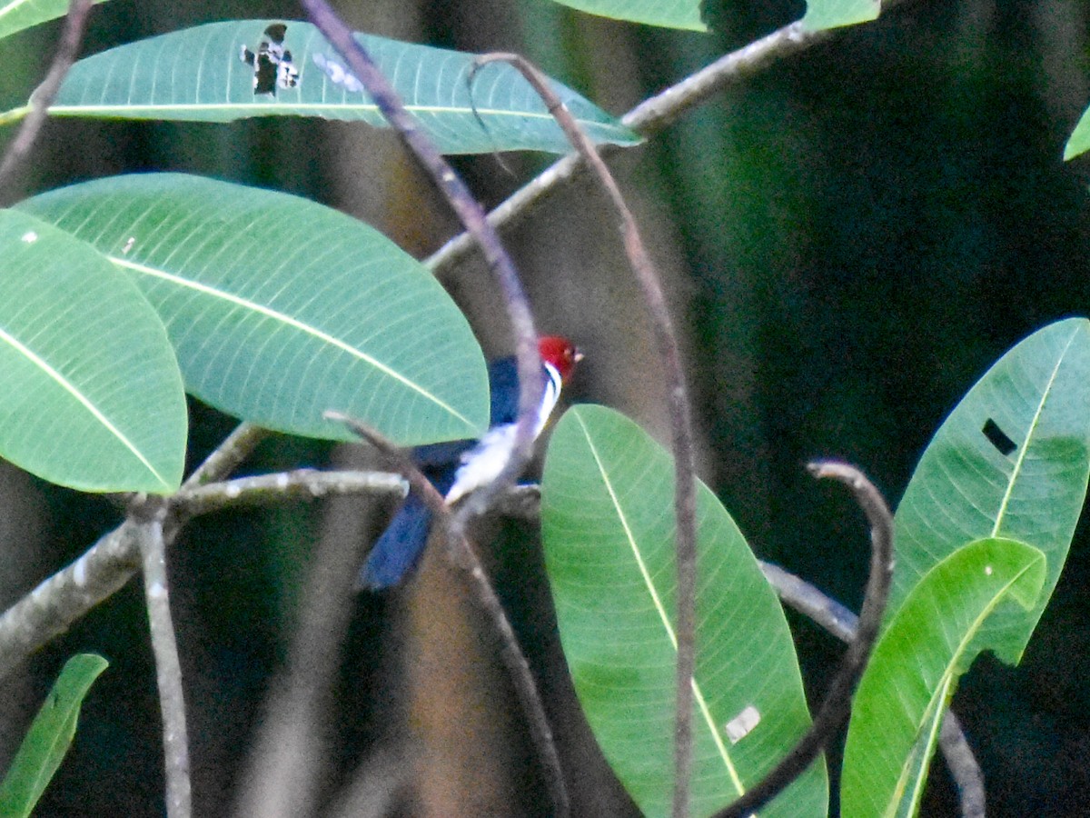Red-capped Cardinal - ML616512107