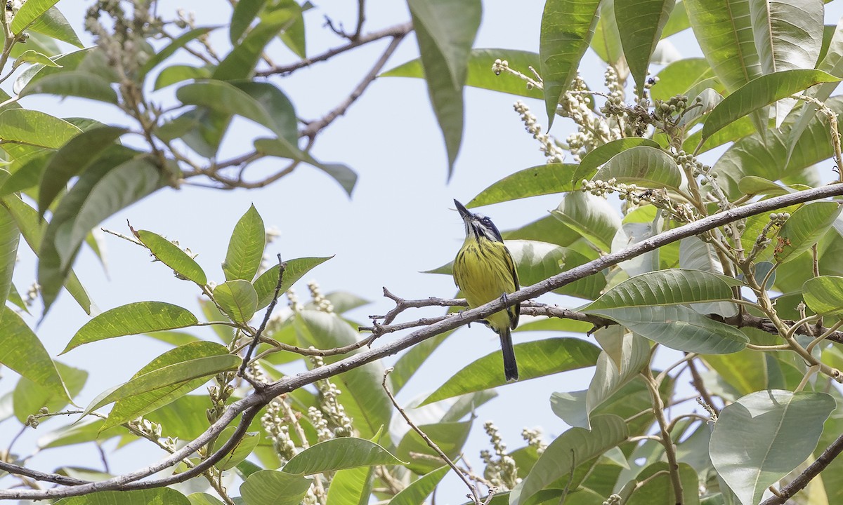 Painted Tody-Flycatcher - ML616512159