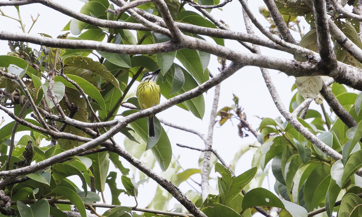 Painted Tody-Flycatcher - ML616512160