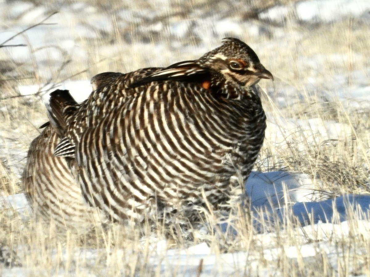 Greater Prairie-Chicken - ML616512169