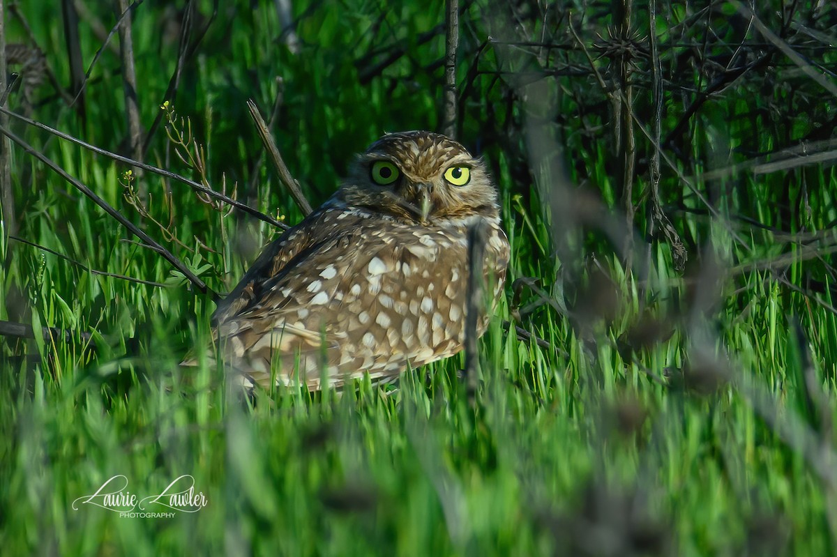 Burrowing Owl - ML616512562