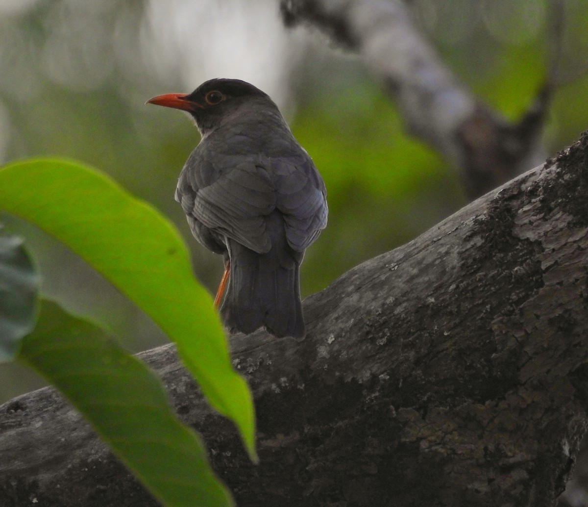 Indian Blackbird - Praveen Tangirala