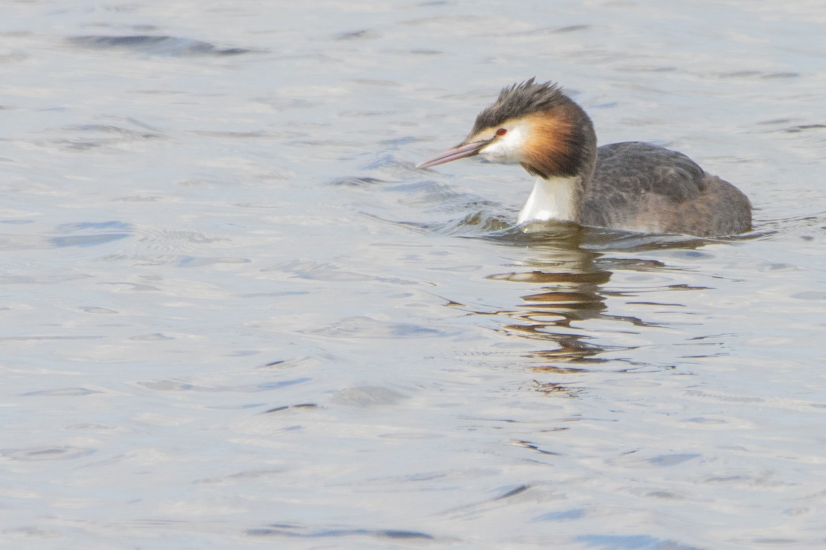 Great Crested Grebe - ML616512614