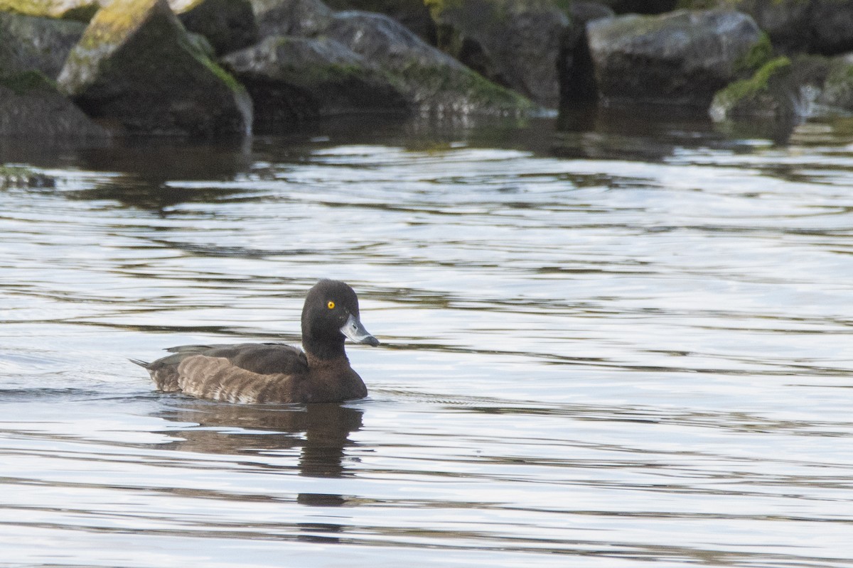 Tufted Duck - ML616512627