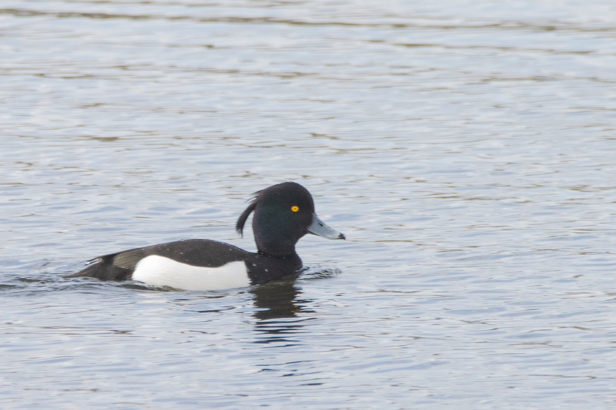 Tufted Duck - ML616512628