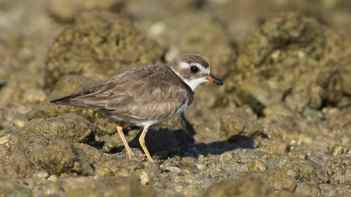 Semipalmated Plover - ML616512851