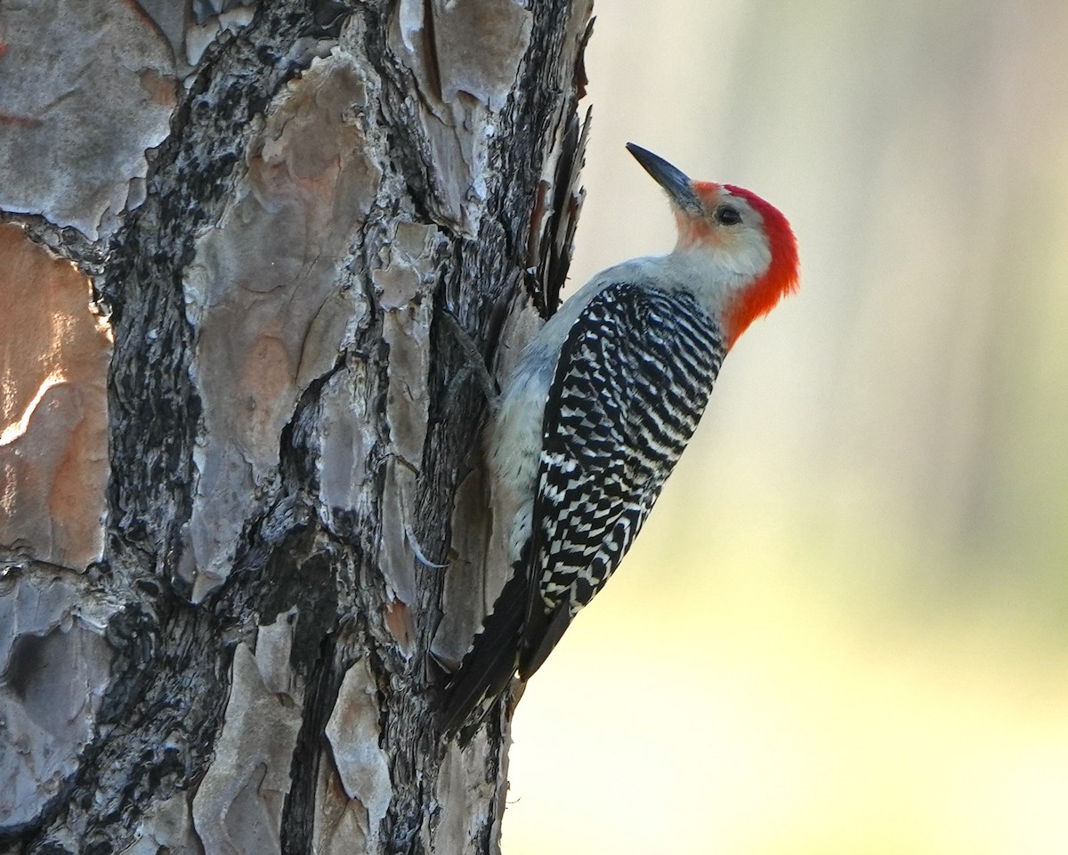 Red-bellied Woodpecker - ML616512909