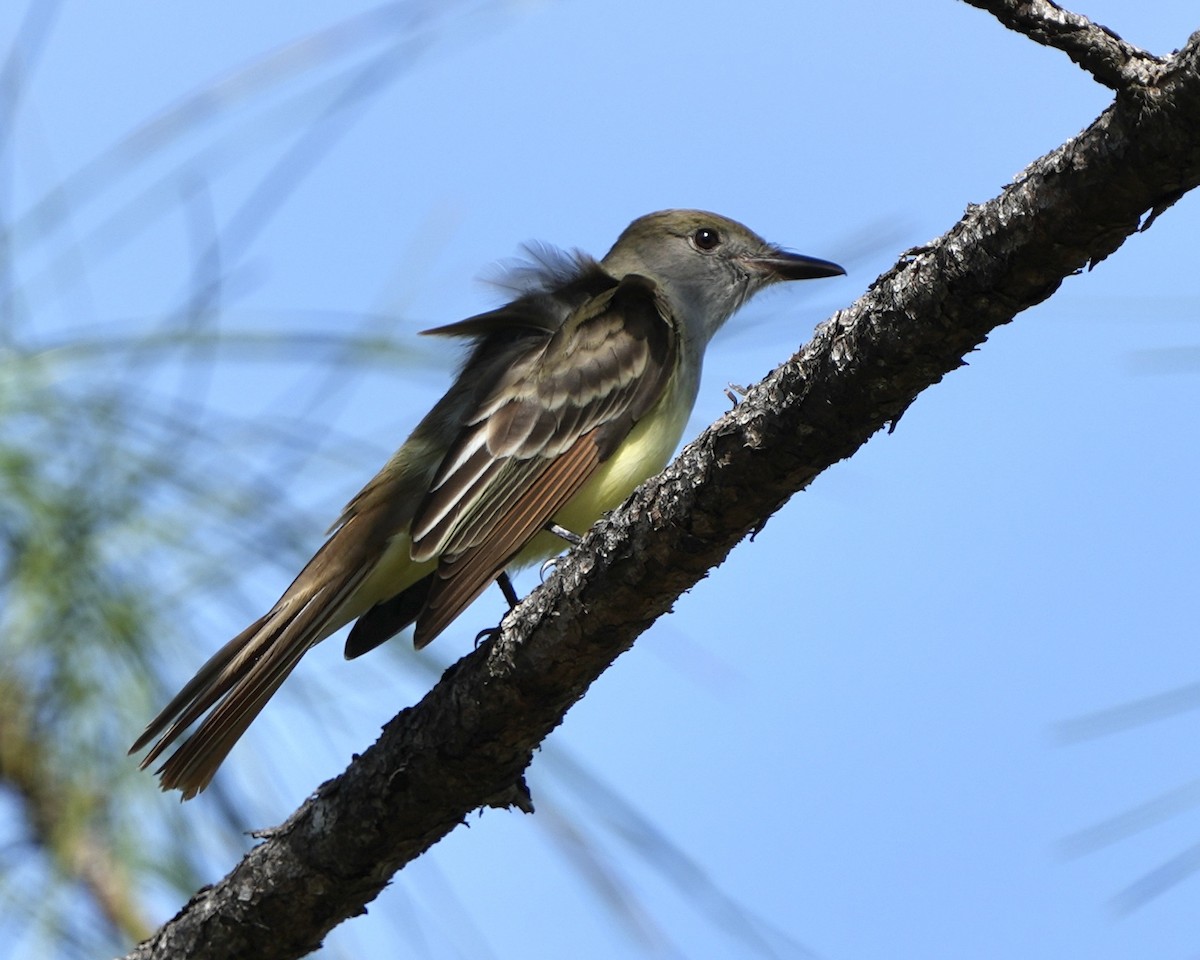Great Crested Flycatcher - ML616512972