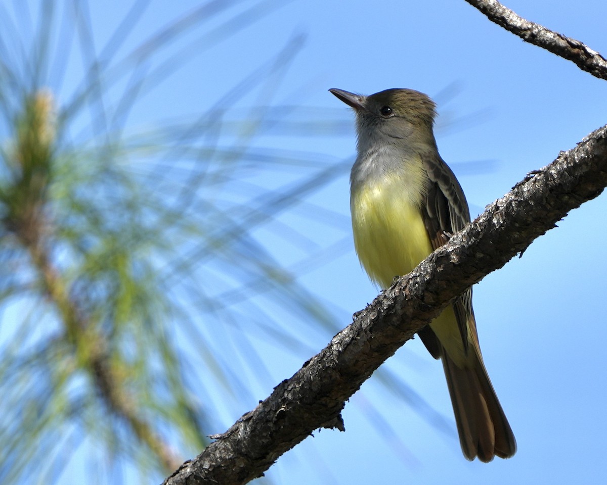 Great Crested Flycatcher - ML616512973