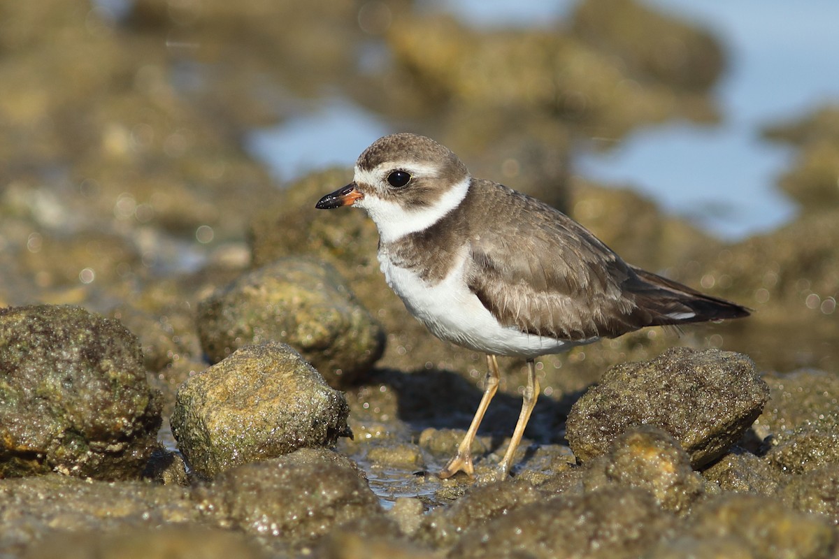 Semipalmated Plover - ML616512982