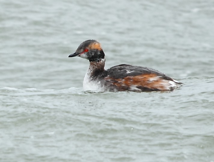 Horned Grebe - Anonymous